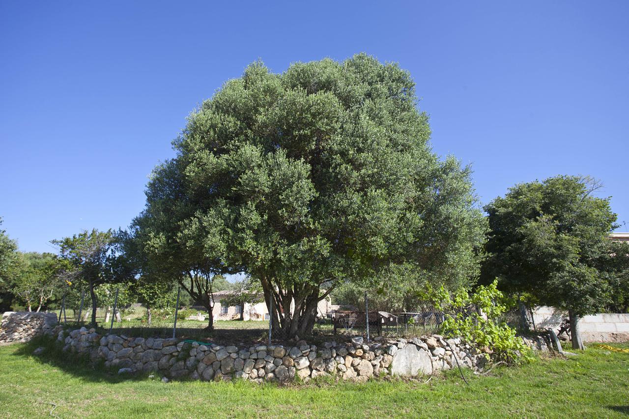 Agroturismo Finca Dalt Murada Villa Binissalem Buitenkant foto